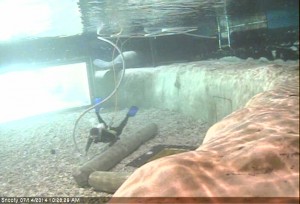 manatee